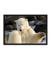 Poster Urso Polar - Animais – Natureza