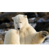 Poster Urso Polar - Animais – Natureza