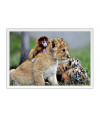 Poster Tigre E Macaco Filhotes - Animais – Natureza