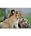 Poster Tigre E Macaco Filhotes - Animais – Natureza