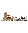Poster de Animais - Cachorro, Gato, Tartaruga, Etc - Clínica Veterinária