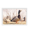Poster Patos - Animais – Natureza