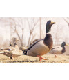 Poster Patos - Animais – Natureza