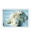 Poster Urso Polar Filhote E Adulto - Animais – Natureza