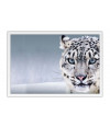 Poster Tigre Branco Na Neve - Animais – Natureza
