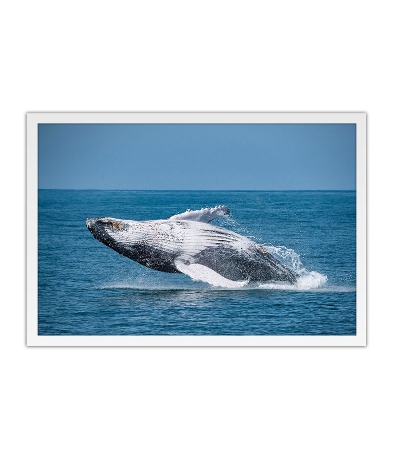 Poster Baleia - Animais
