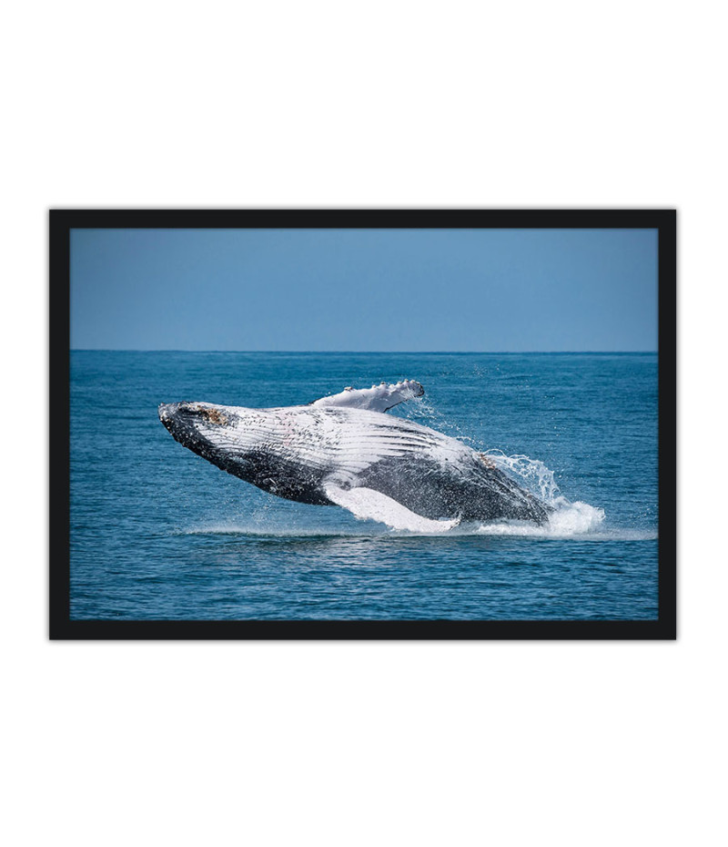 Poster Baleia - Animais