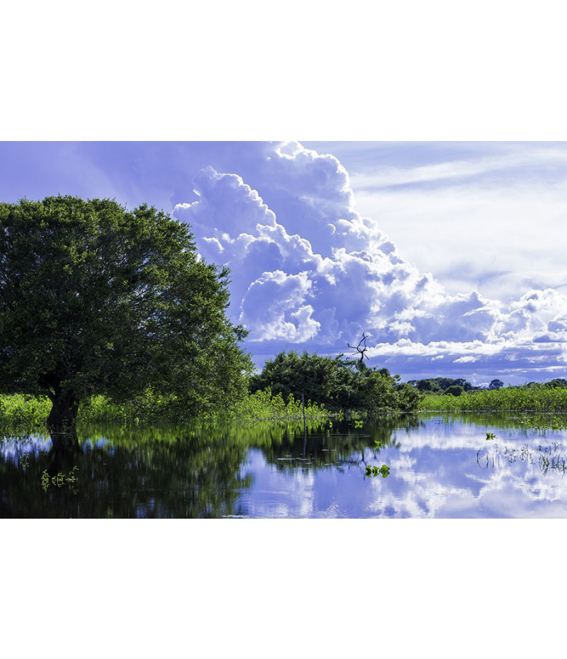 Poster Pantanal - Paisagens Nacionais - Fotografia
