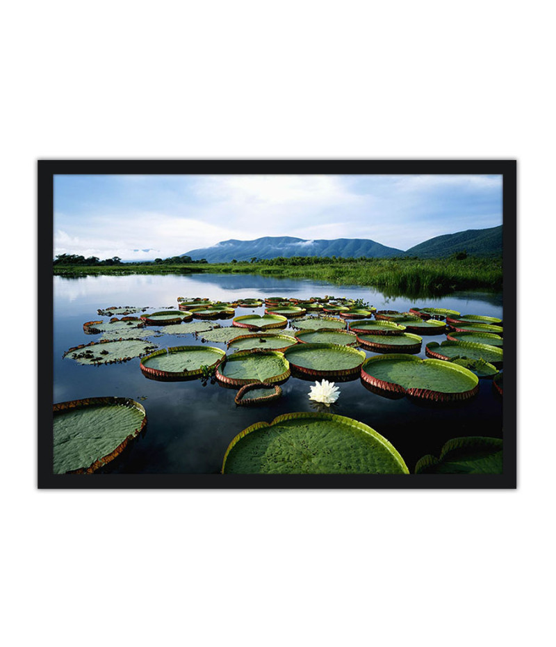 Poster Pantanal - Paisagens Nacionais - Fotografia