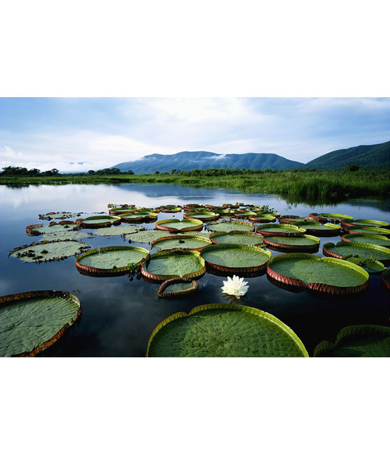 Poster Pantanal - Paisagens Nacionais - Fotografia