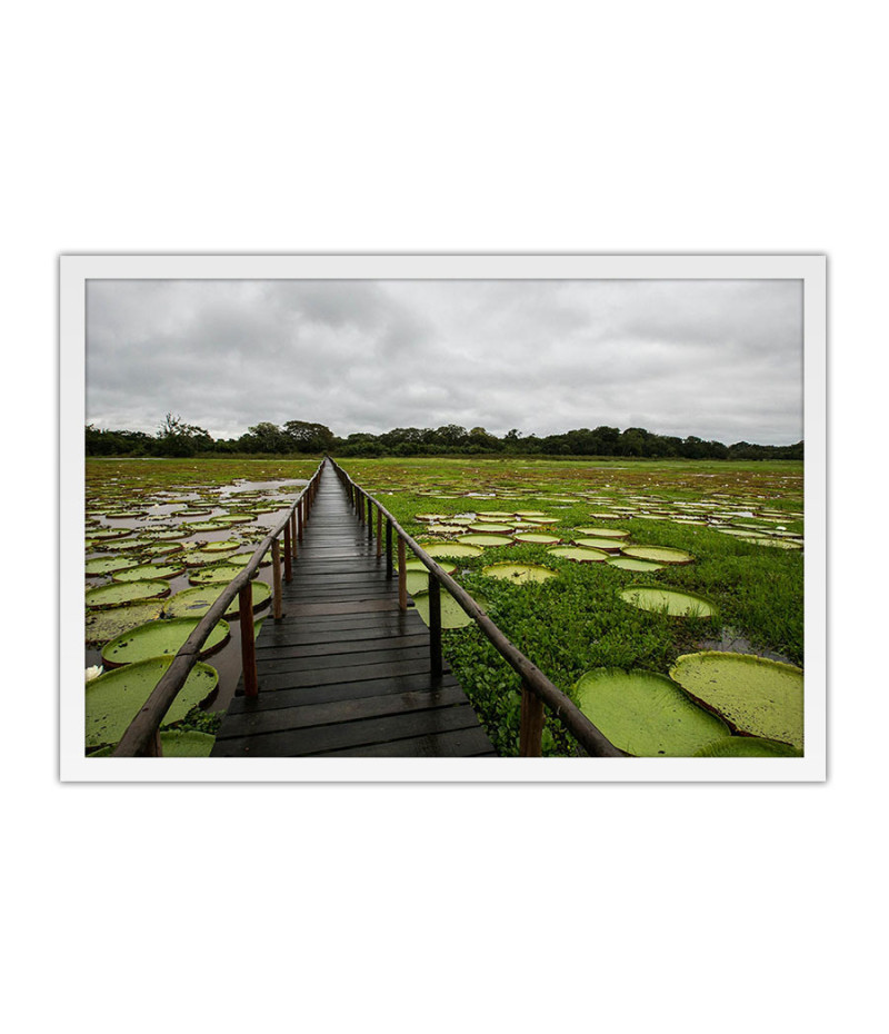 Poster Pantanal - Paisagens Nacionais - Fotografia