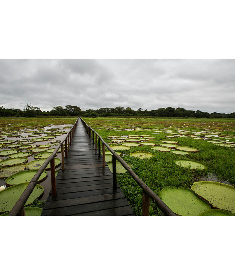 Poster Pantanal - Paisagens Nacionais - Fotografia