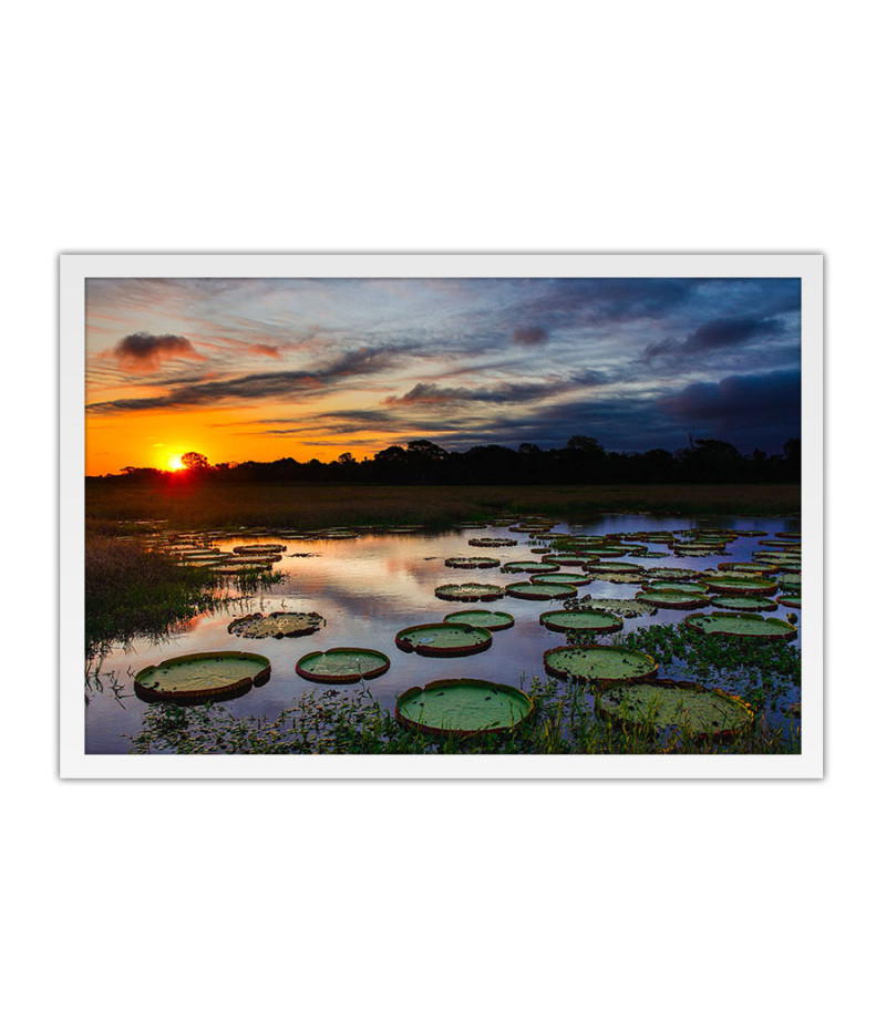 Poster Pantanal - Paisagens Nacionais - Fotografia