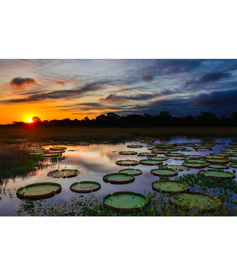 Poster Pantanal - Paisagens Nacionais - Fotografia
