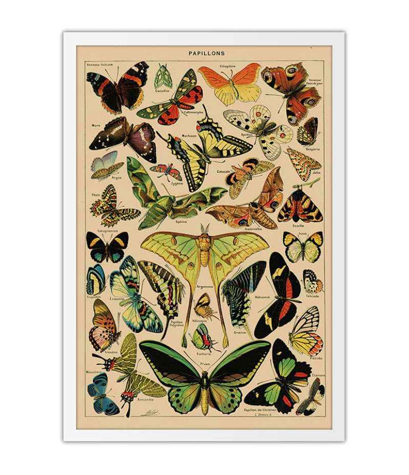 Poster Borboletas - Papillons - Diagrama - Misc - Informativo