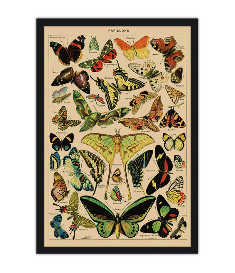 Poster Borboletas - Papillons - Diagrama - Misc - Informativo