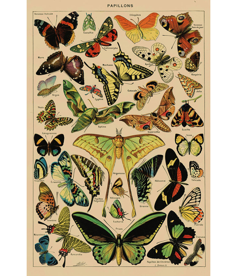 Poster Borboletas - Papillons - Diagrama - Misc - Informativo