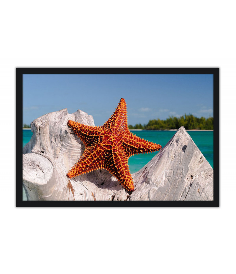 Poster Estrela Do Mar - Animais