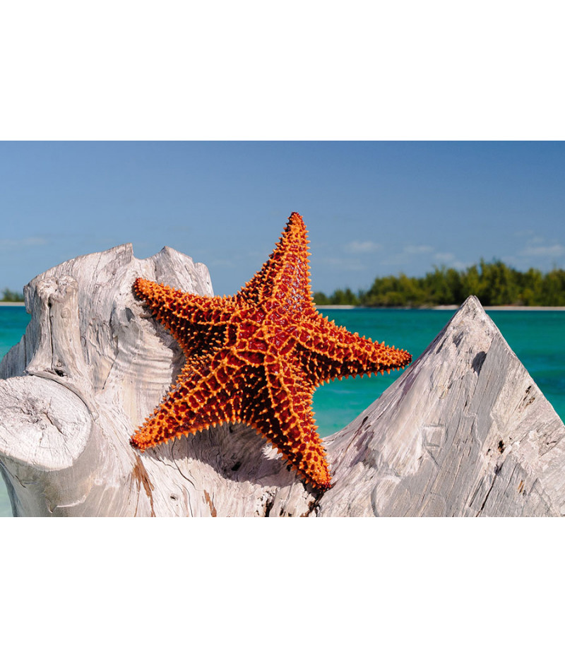 Poster Estrela Do Mar - Animais