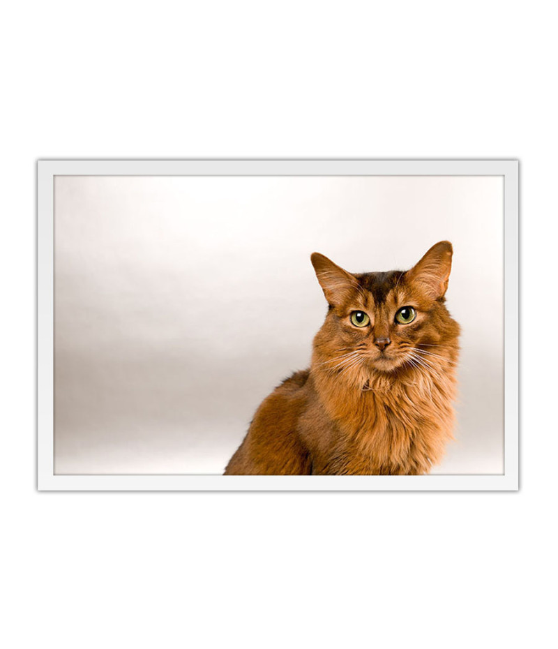 Poster Gato - Animais