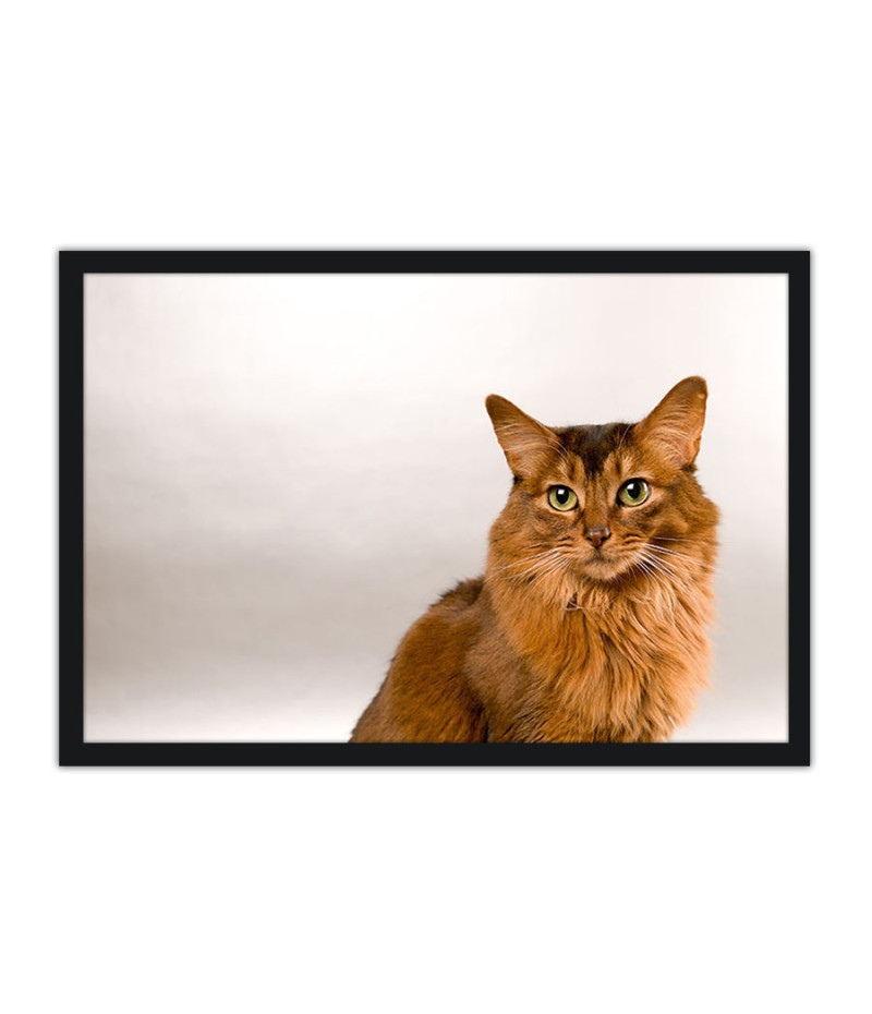 Poster Gato - Animais