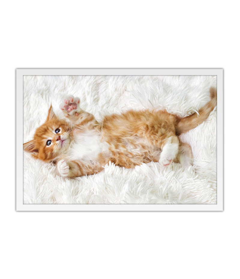 Poster Gato - Animais