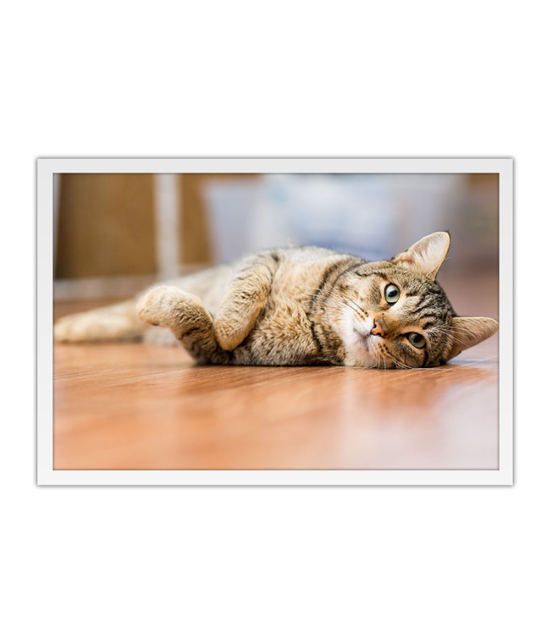 Poster Gato - Animais