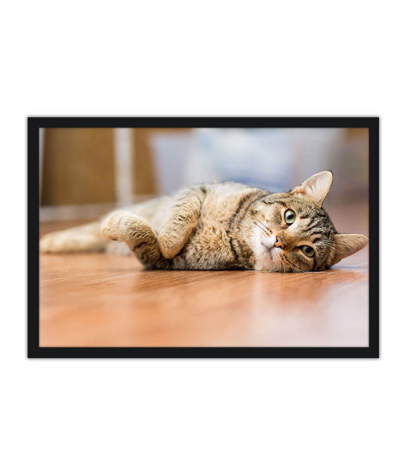 Poster Gato - Animais