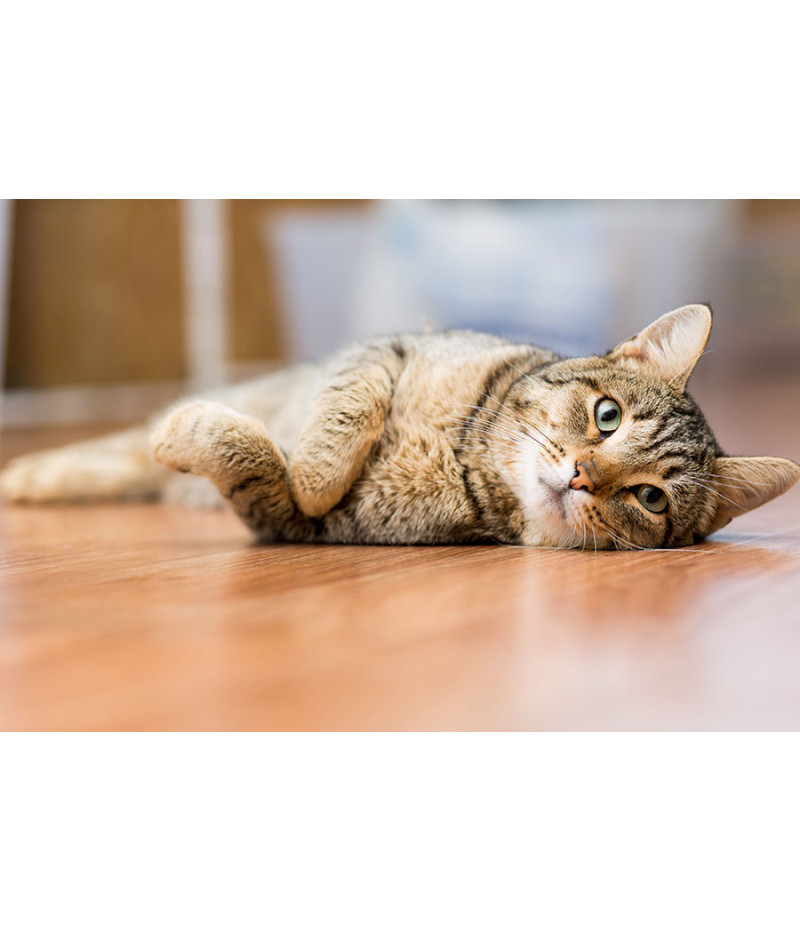 Poster Gato - Animais