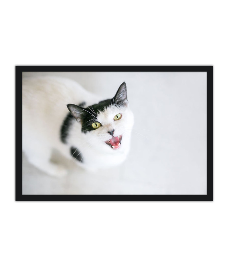 Poster Gato - Animais