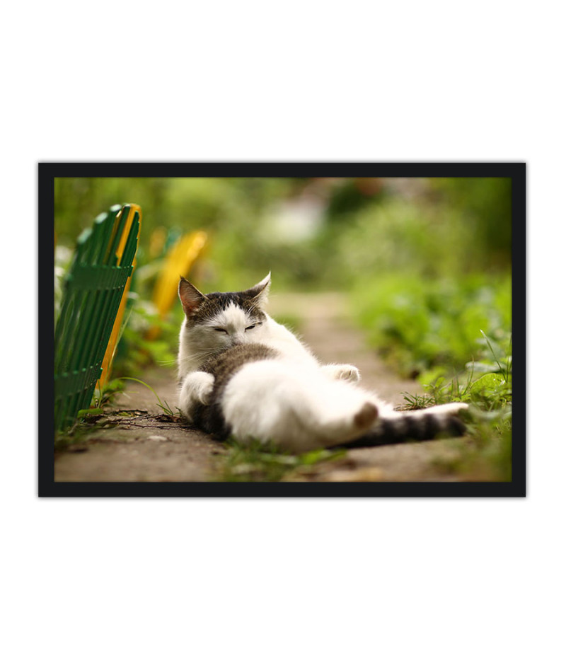 Poster Gato - Animais