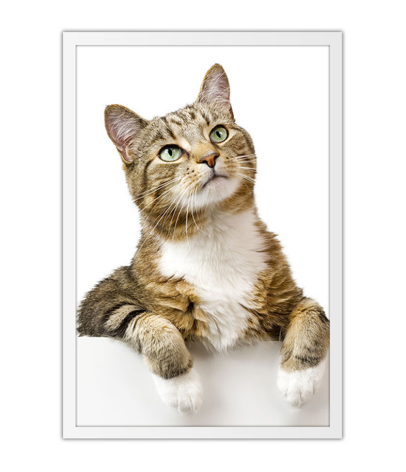 Poster Gato - Animais