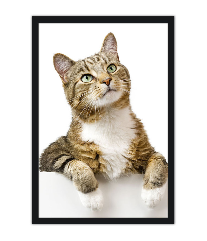 Poster Gato - Animais