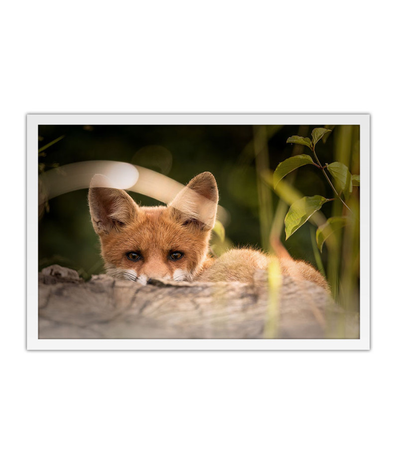 Poster Raposa - Animais