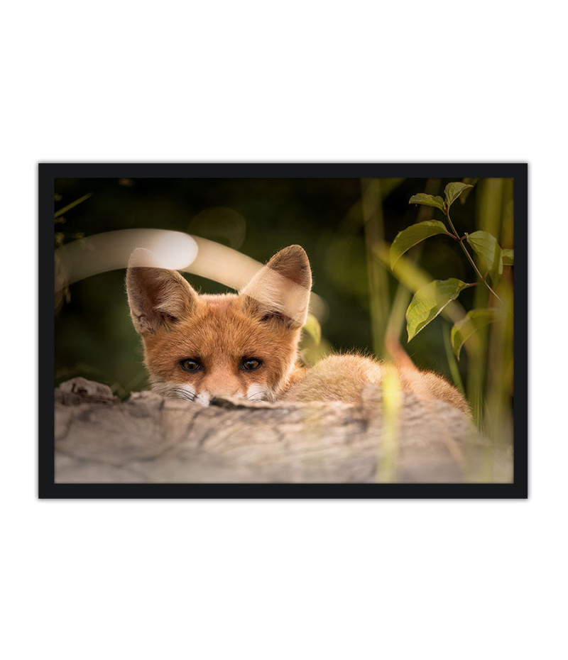 Poster Raposa - Animais