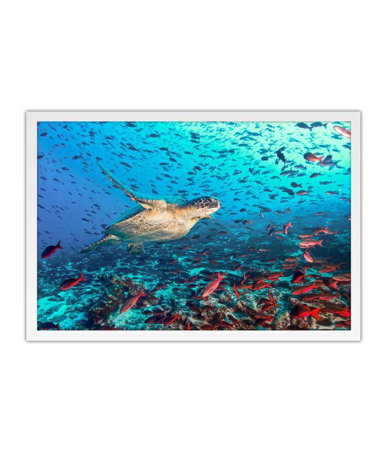 Poster Tartaruga - Animais