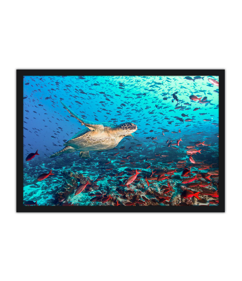 Poster Tartaruga - Animais