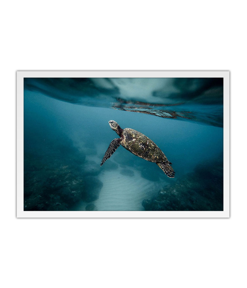 Poster Tartaruga - Animais