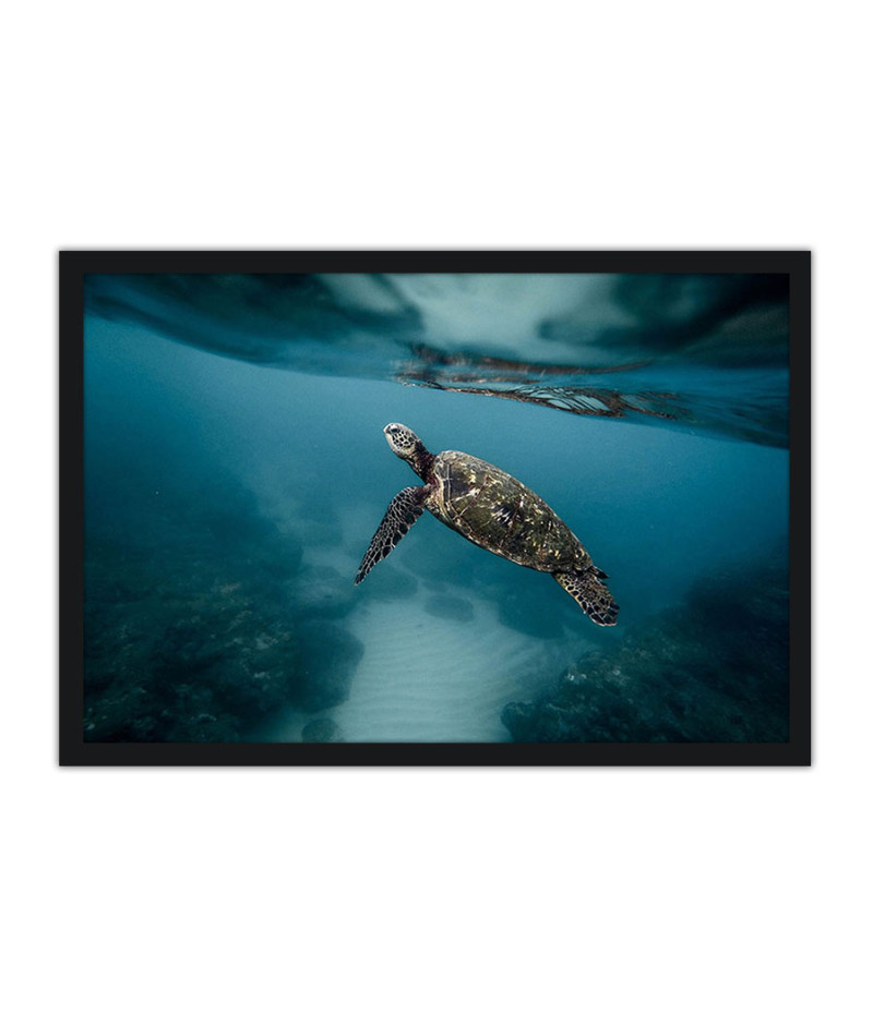 Poster Tartaruga - Animais