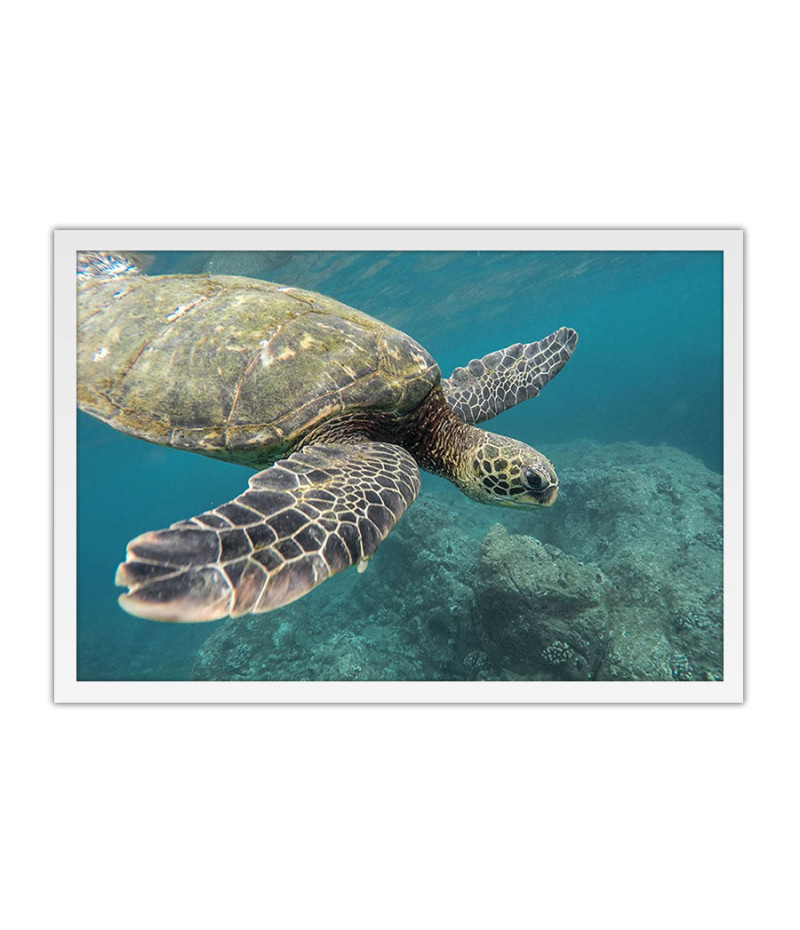 Poster Tartaruga - Animais
