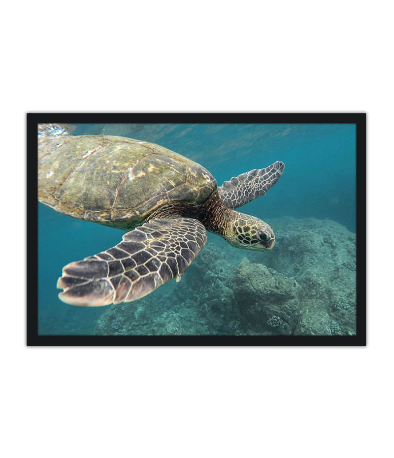 Poster Tartaruga - Animais