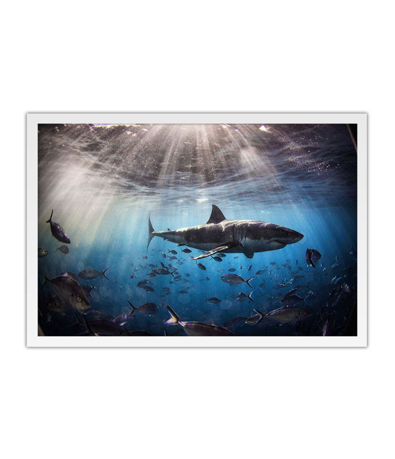 Poster Tubarão - Animais