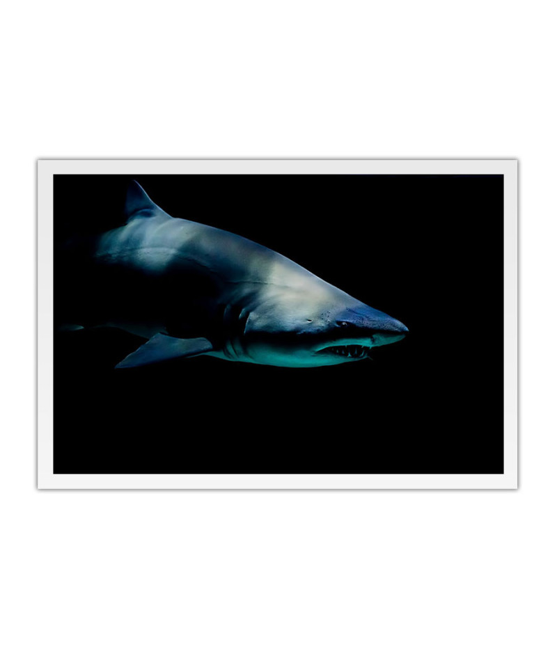 Poster Tubarão - Animais