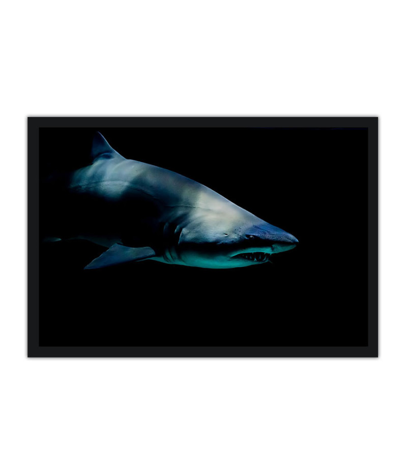 Poster Tubarão - Animais