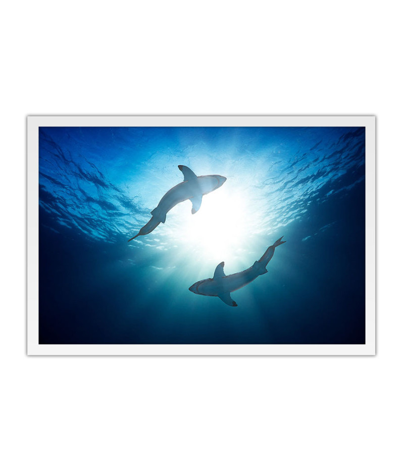Poster Tubarão - Animais