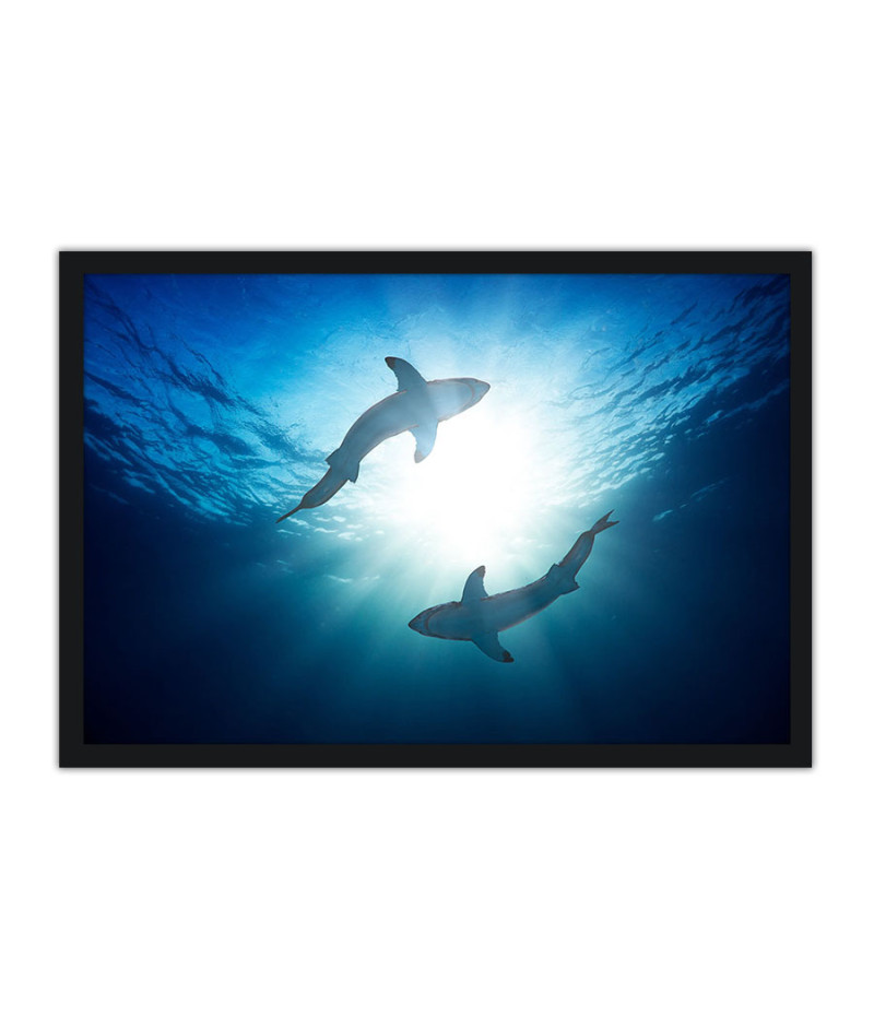 Poster Tubarão - Animais