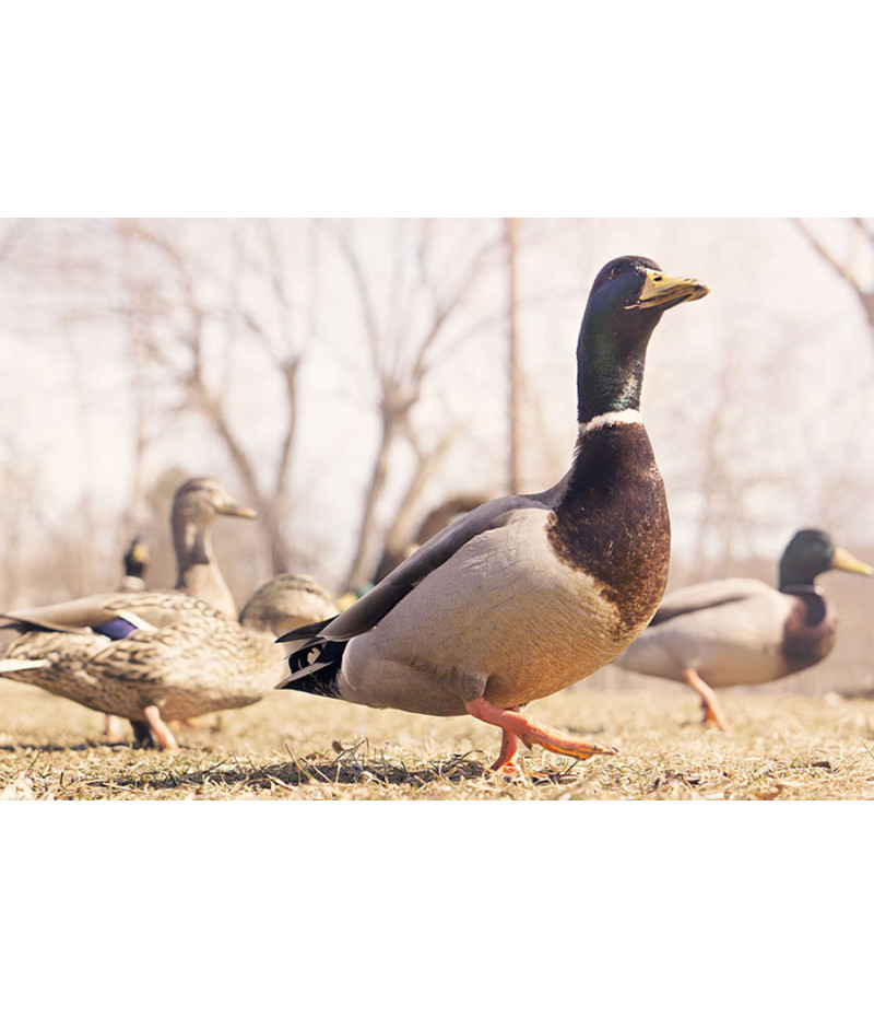 Poster Patos - Animais – Natureza